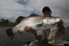 Lake Awoonga QLD fresh water barra. 97cm and released